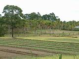 Cocos plantation 